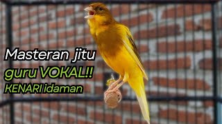 KENARI GACOR DURASI PANJANG Cuit CUIT BIRAHI UNTUK PANCINGAN & MASTERAN Kenari PAUD AGAR BUNYI