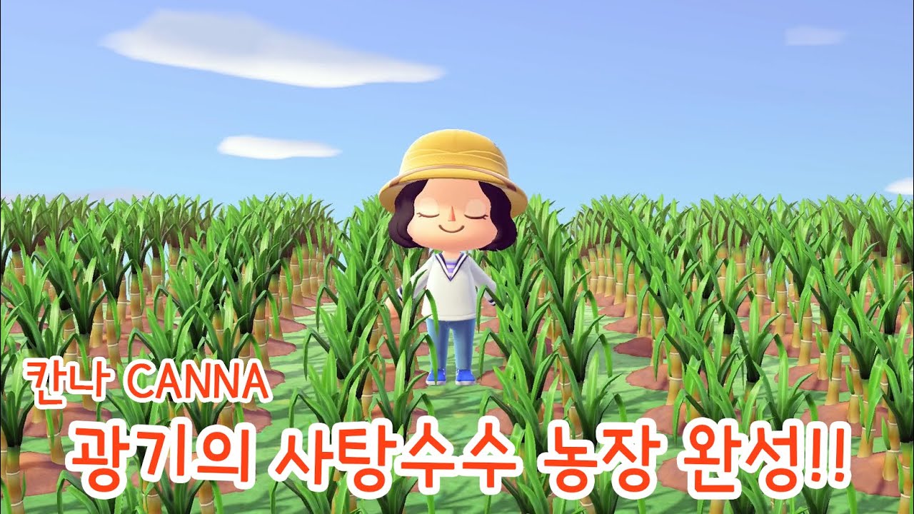 모동숲 사탕수수 농장 완성! 한번 수확했더니ㅎㄷㄷ - YouTube 모동숲 사탕수수 농장 완성! 한번 수확했더니ㅎㄷㄷ - Youtube