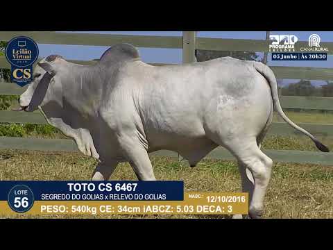 LOTE 56