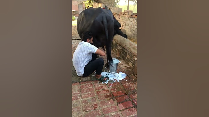 nice style buffalo milk