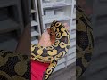 Beautiful example of Hurricane #joinreptiles #ballpython #royalpythons #pythonregius #reptiles #pets