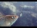 水中で見たメバルのヒットシーン（活き餌編）【水中カメラ映像】 --- Rockfish bite a live bait.