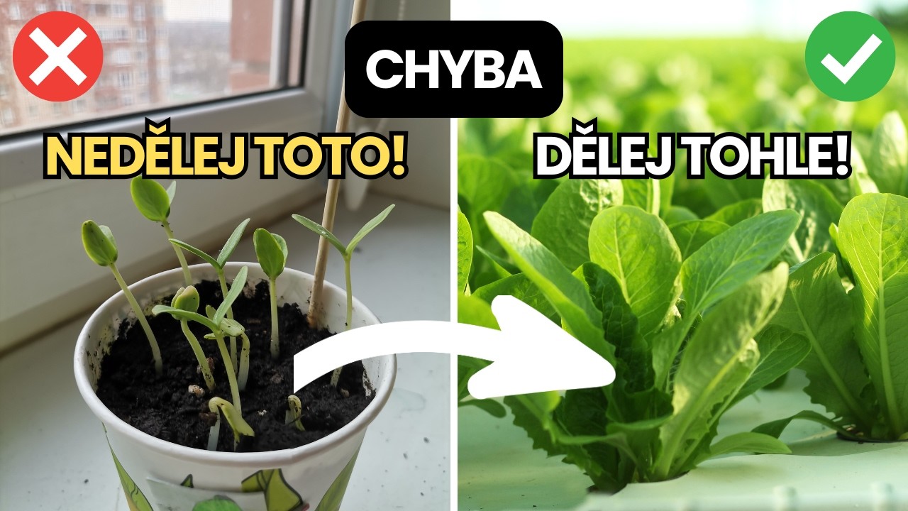VYTÁHLÉ SAZENICE | Jak na zdravou a silnou sadbu | Návod a mé tipy pro SILNÉ SAZENIČKY