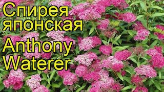 Спирея японская Антони Ватерер. Краткий обзор, описание spiraea japonica Anthony Waterer