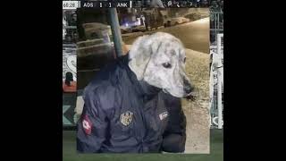 Dar Geldi Sana Ankara?.?. Resimi