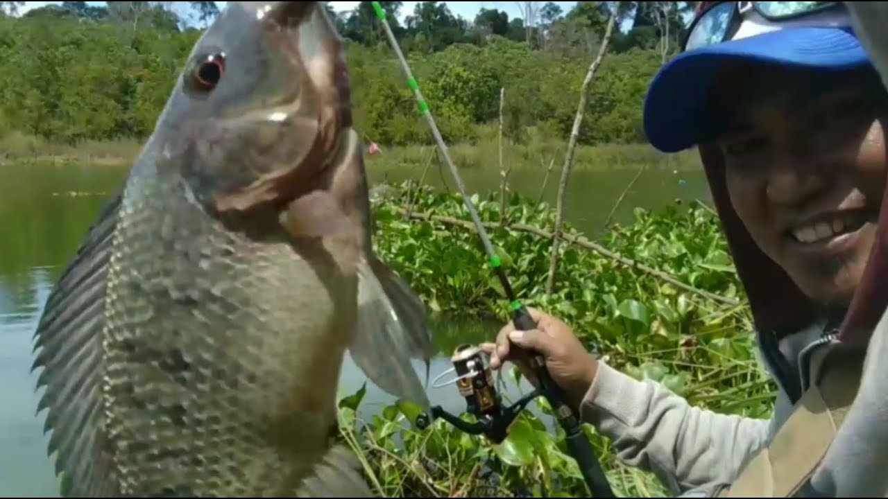 Tips Mancing Ikan Mujair Di Spot Liar Dan Kolam Pemancingan Aliems Journey