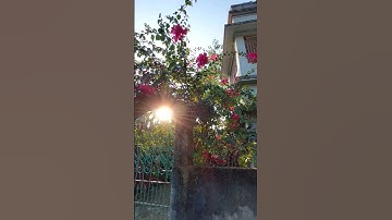 spring is here 🌸. #spring #springtime #vibes #travel #nature #video #cinematic