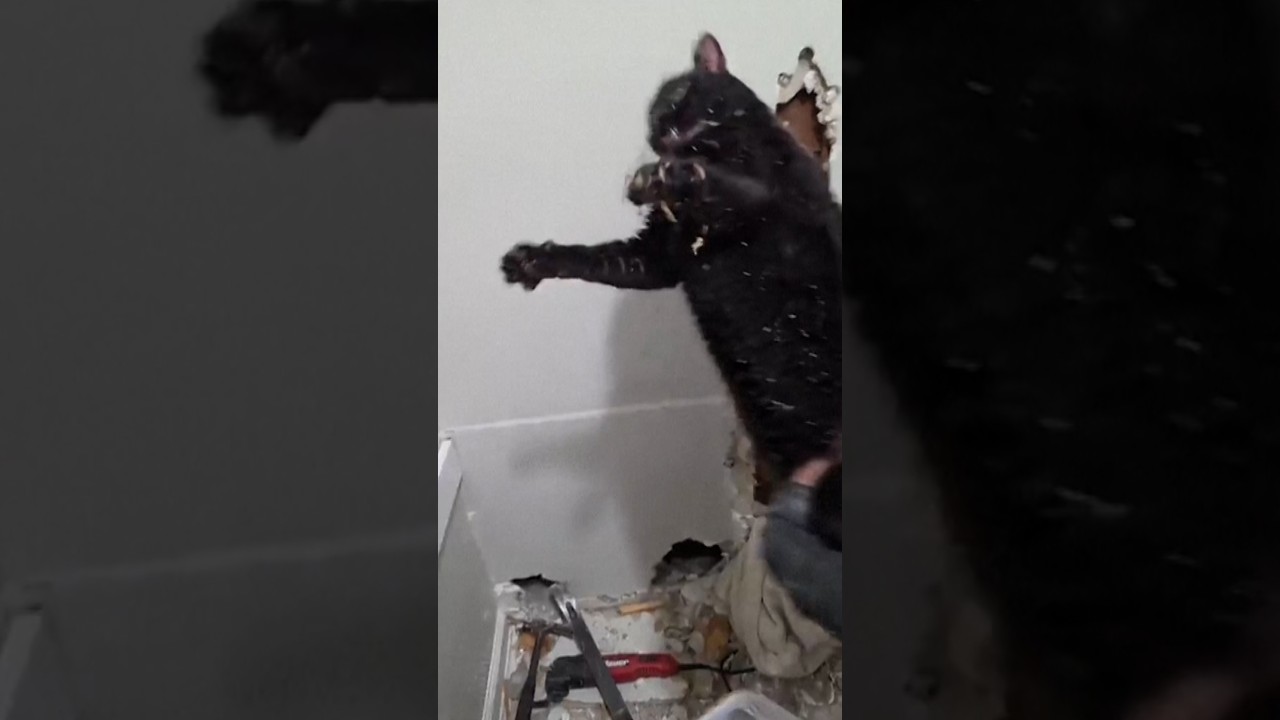 Cat rescued after days trapped upside down in wall Cat rescued after days trapped upside down in wall