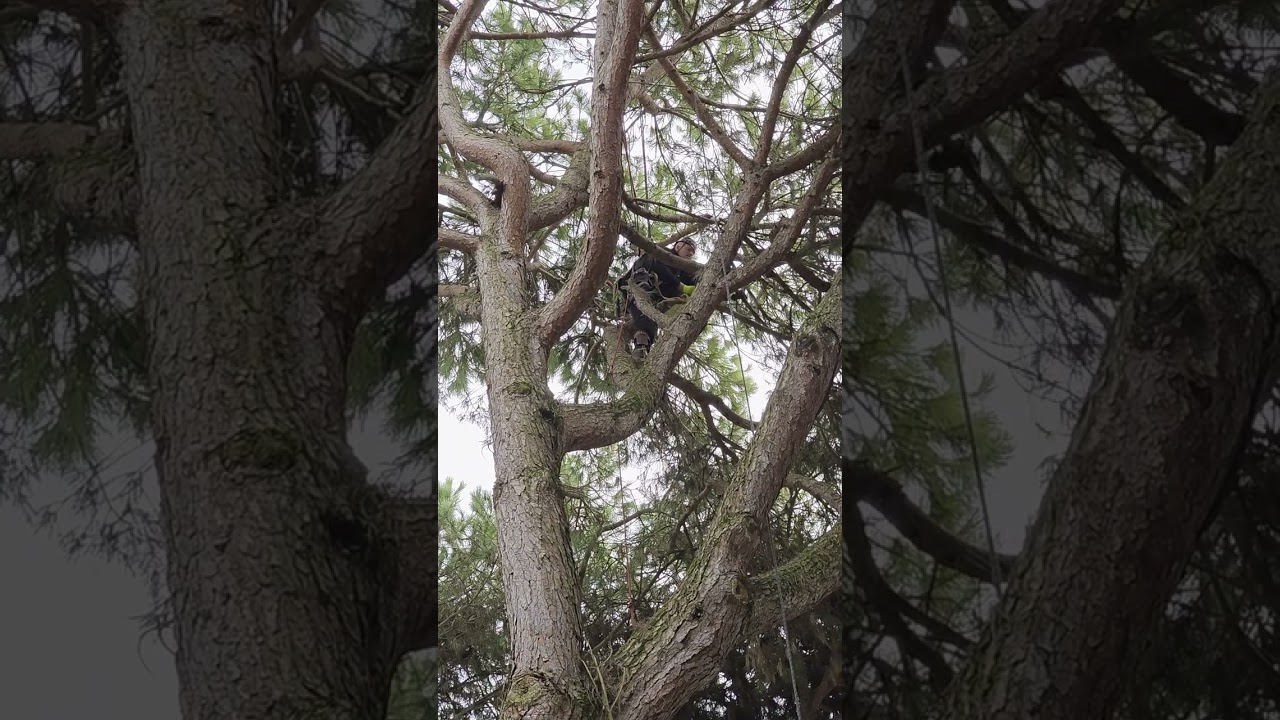 Zdravotný rez korún borovíc - Taliansko