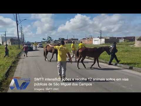SMTT intensifica ações e recolhe 12 animais soltos em vias públicas de São Miguel dos Campos