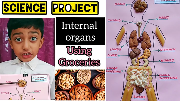 Science project.. INTERNAL ORGANS...  with groceries 😊