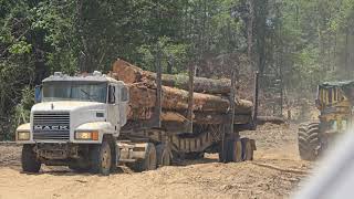 Logger Playing One Mississippi With Pine Logs‼️