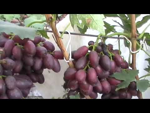 Video: Sence Na Dnu Grape - Alternativni Pogled