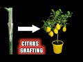 How to graft a lemon plant