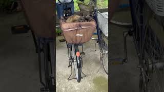 自転車のカバーと一体化してるw