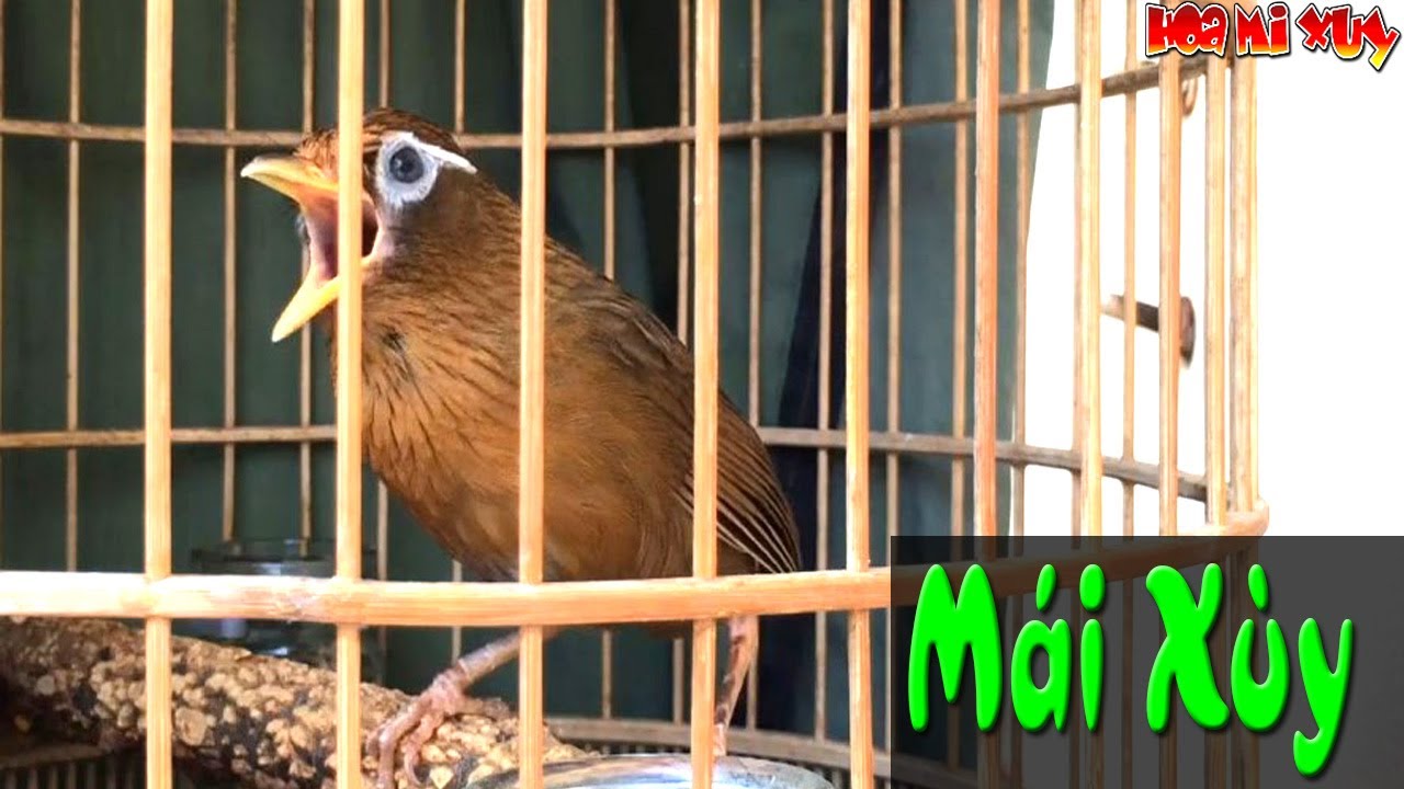 Mi mái xùy kích trống điên đảo siêu dụ trống căng đấu mau hót nhanh lên lửa