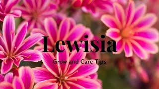 Lewisia: Grow and Care Tips