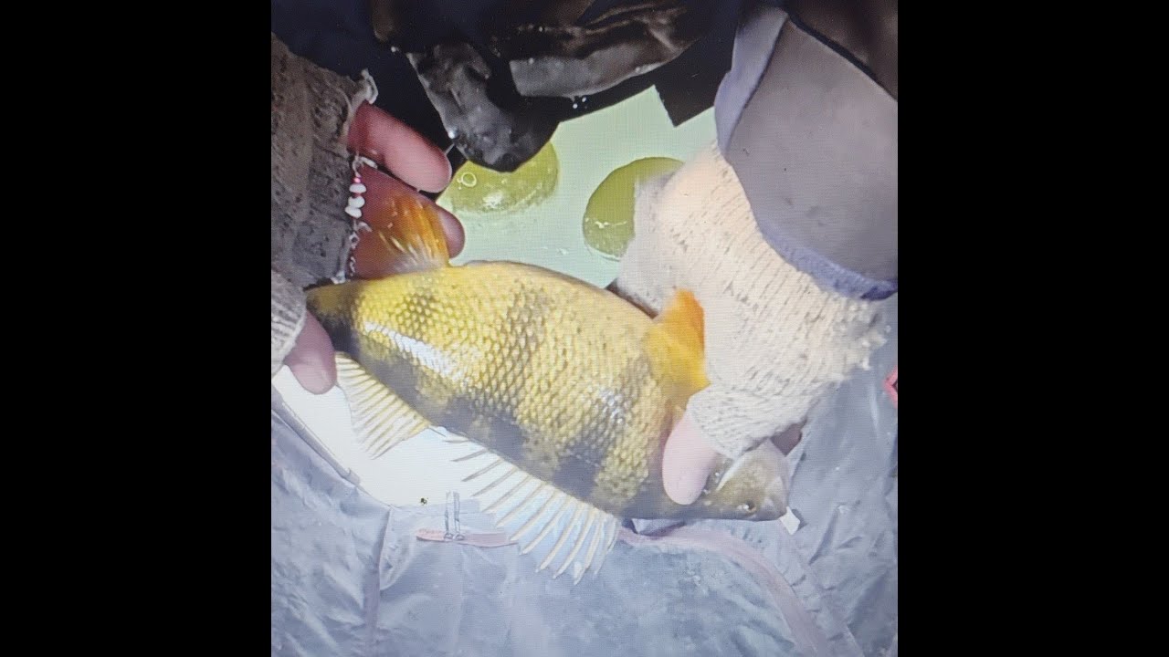 ловля окуня на озере Спирит, штат Айова