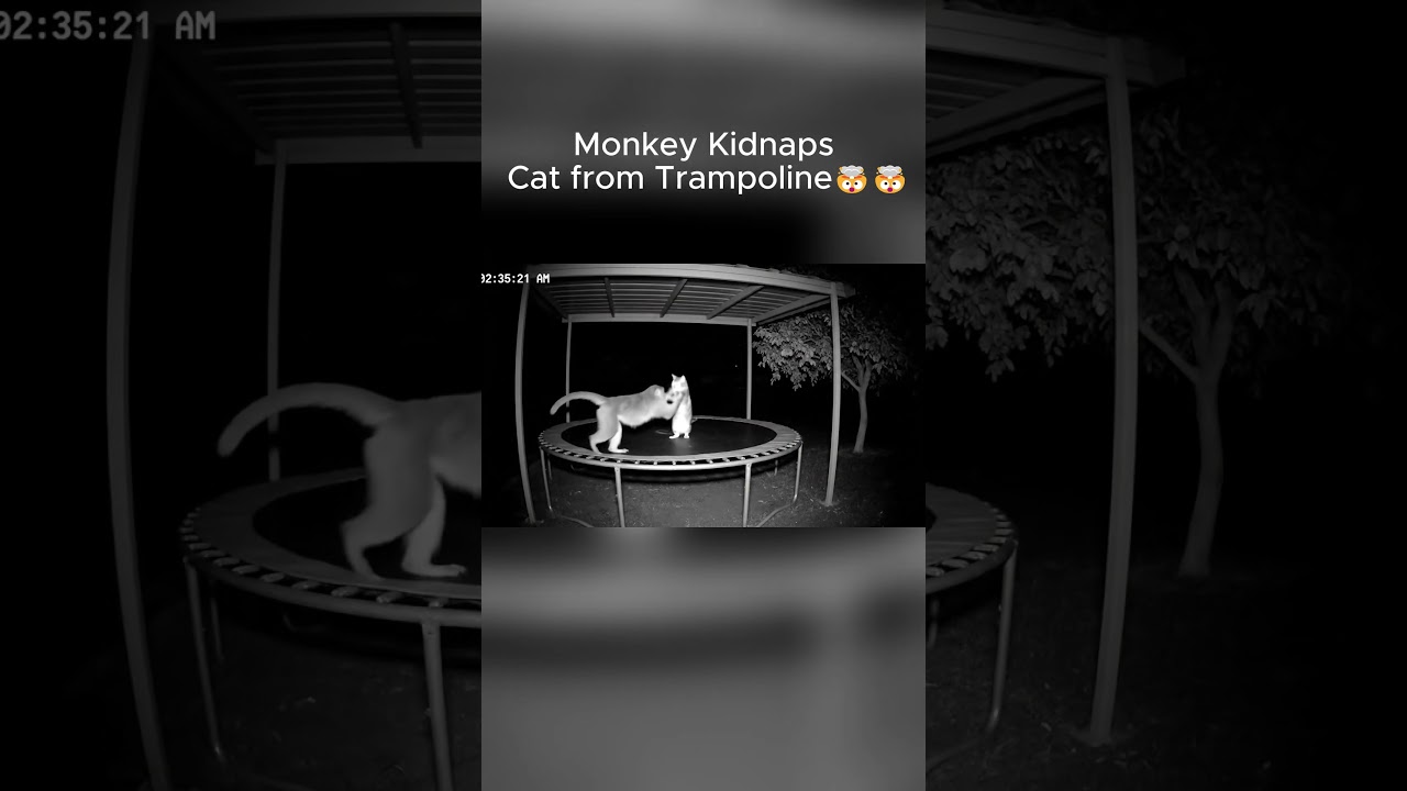 CCTV Night Vision: Monkey Steals Cat and Runs Away 🐒🐈