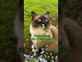 Smell some bluebells 😻 #cutecats #cat #catshorts #catvideos