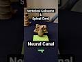 Difference between Vertebral Coloumn &amp; Spinal Cord , what is Neural Canal #biology #neet #mbbs