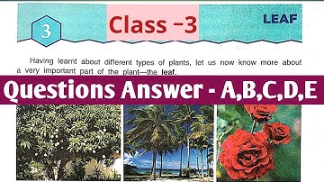 Leaf | Class 3 | Questions Answer | DAV