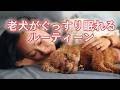 【老犬ケア】夜中に何度も起きる愛犬が朝まで深く眠れる毎日ルーティン