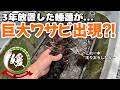 3年以上放置した睡蓮ビオトープが大変なことに！！【媛めだか】