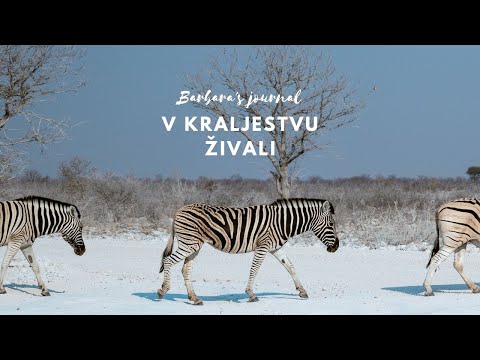 Video: Uvod v afriških pet velikih safari živali