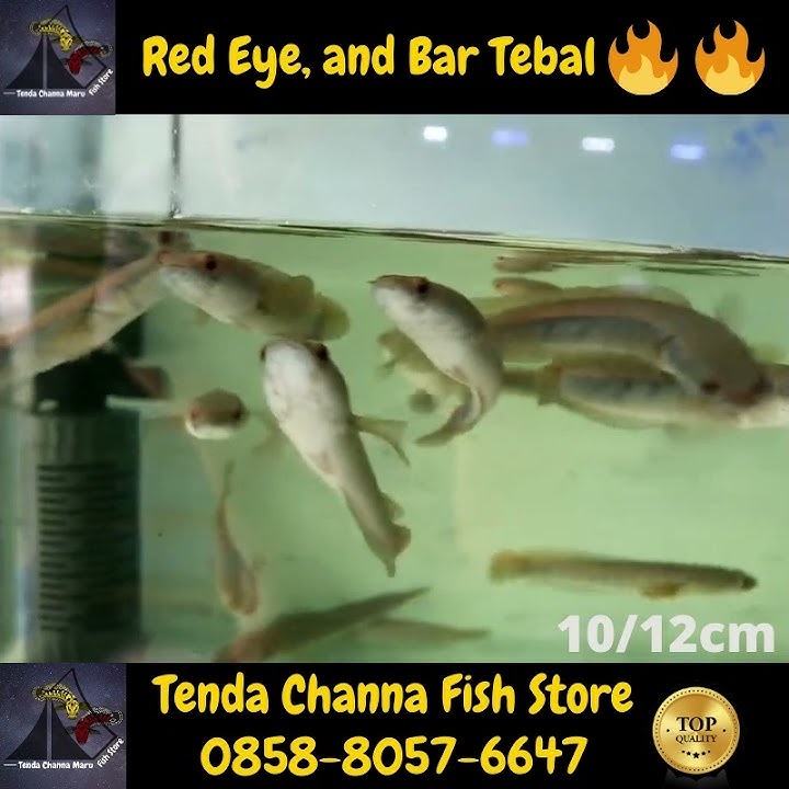 Ikan Hias Predator Air Tawar Chana Channa Maru Yellow Sentarum Red Eye 10 12 cm Murah Bangettt