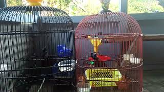 Download Lagu konin vs kowul tarung..#shots MP3