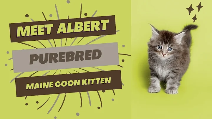 Video 3540231: purebred maine coon kitten, purebred kitties, kitten home