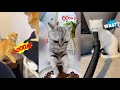 Weirdest funny clips of cats on Internet 🤣