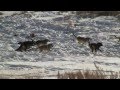 Wolf predation of elk in Lamar Valley, Yellowstone N.P.