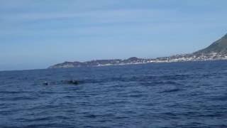 Tursiopi a Ischia by Oceanomare Delphis 446 views 7 years ago 15 seconds