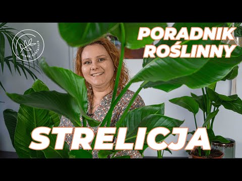 Wideo: Poradnik przycinania Heliconia: Jak przyciąć rośliny Heliconia z pazurami homara