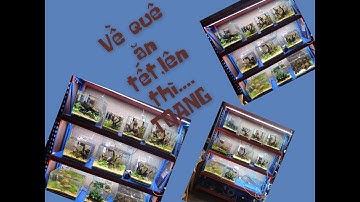 Bể mới set bỏ về quê ăn tết liệu có TOANG | cách xử lý giúp bể luôn đẹp rực rỡ