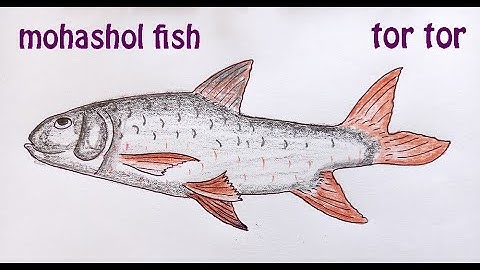 mohashol fish | মহাশোল মাছ | original audio tutorials #satisfying #creativeart #drawingforbeginners