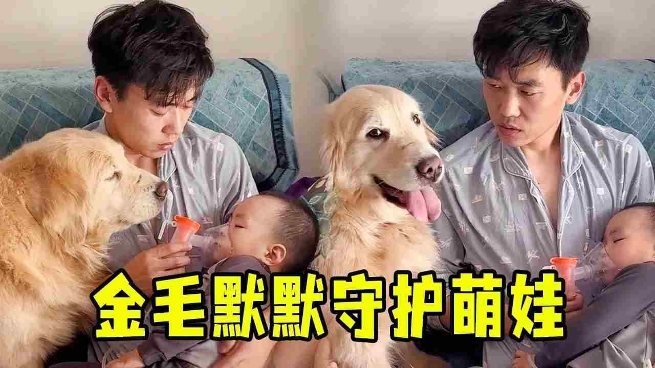 萌娃生病卧床，金毛不离不弃守床边，这一幕太暖了！【金逗宝贝】