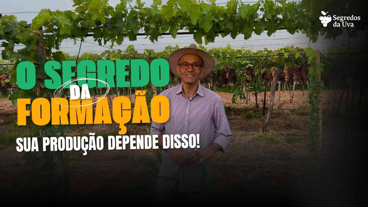 O PODER DA FORMAÇÃO | Como Formar e Conduzir Parreira de Uva Para Alta Produção