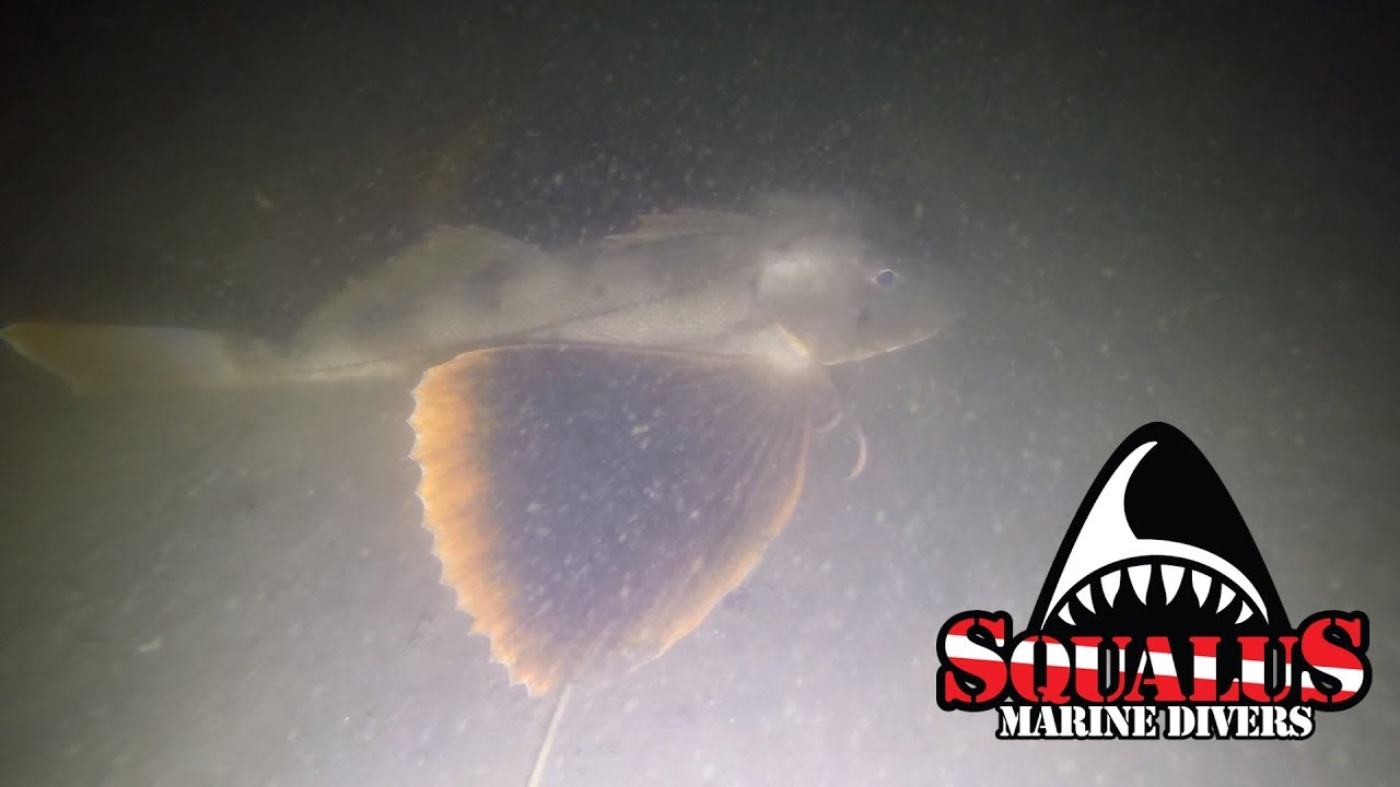 RETURN TO THE NORWALK STEAMER  -  SQUALUS MARINE DIVERS