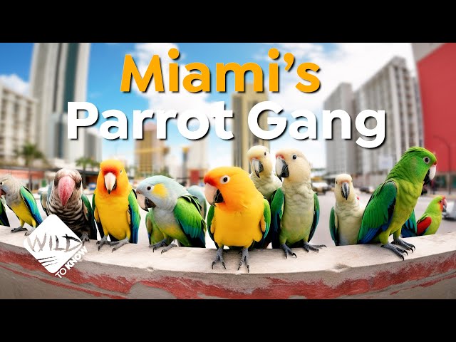 From the Wild to Miami: The Parrot Invasion Story | Wild to Know class=