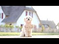 Smartest Havanese - Milo - Dog Tricks