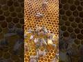 Honey Bee Queen Next To Queen Cell Honey Bee Queen Next To Queen Cell