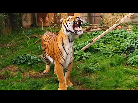 THE ULTIMATE PREDATOR: UNDERSTANDING THE TIGER'S UNRIVALED POWER