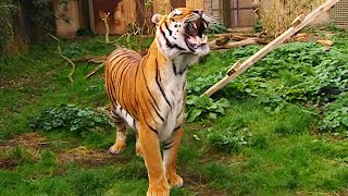 THE ULTIMATE PREDATOR: UNDERSTANDING THE TIGER'S UNRIVALED POWER