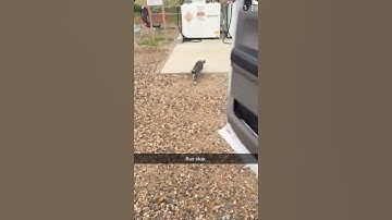 The cat distribution system isn’t even trying to be subtle anymore #rescuecat #straycat @_mad_hatt