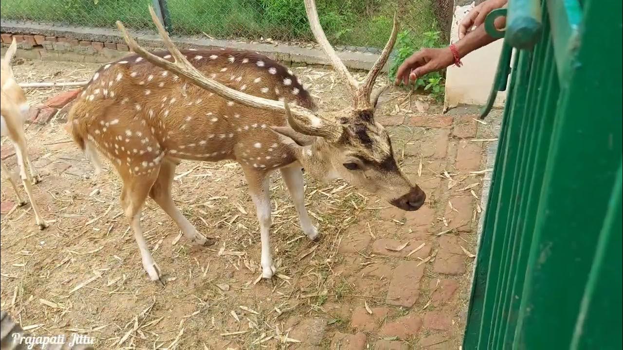 Bhiwani Zoo Prajapati JīTTU YouTube