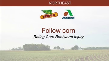 Rating con roots for Corn Rootworm injury.