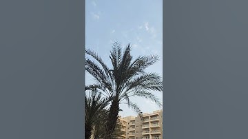 سورة الناس#سورة_الناس #القرآن #القران_الكريم #راحة_نفسية #ابوظبي #الإمارات #اكسبلور #سورة